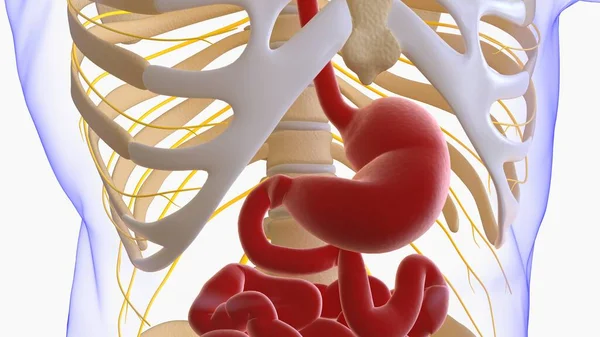 Анатомия Желудка Человеческая Пищеварительная Система Медицинской Концепции Иллюстрация — стоковое фото