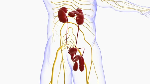 Anatomie Van Het Mannelijke Voortplantingssysteem Voor Medisch Concept Illustratie — Stockfoto