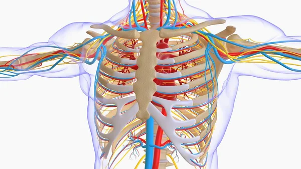 医学概念三维绘制的人体骨骼解剖 — 图库照片