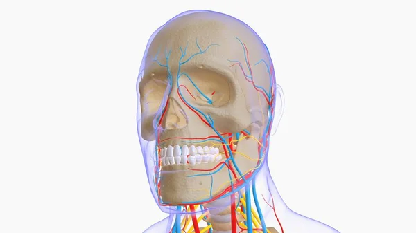 Human Skeleton Anatomy Medical Concept Rendering — Fotografia de Stock