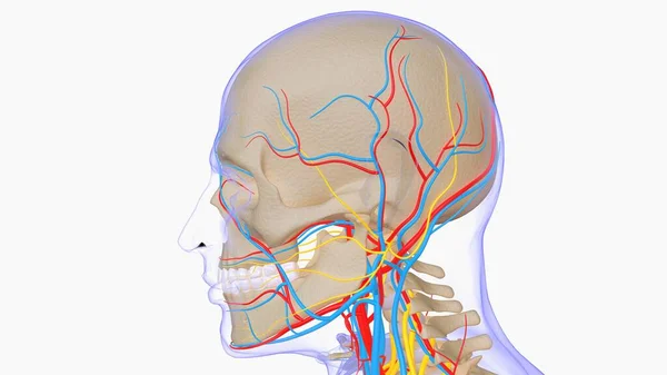 Human Skeleton Anatomy Medical Concept Rendering — Stockfoto
