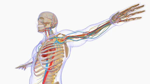Mänskliga Skelett Anatomi För Medicinska Begrepp Rendering — Stockfoto