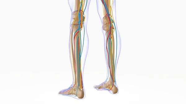Menneskelige Skelet Anatomi Til Medicinsk Koncept Rendering - Stock-foto