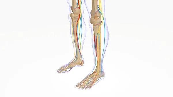 Анатомія Скелета Людини Медичної Концепції Рендерингу — стокове фото