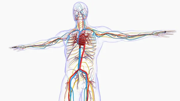 Anatomie Lidského Srdce Pro Lékařskou Koncepci Ilustrace — Stock fotografie
