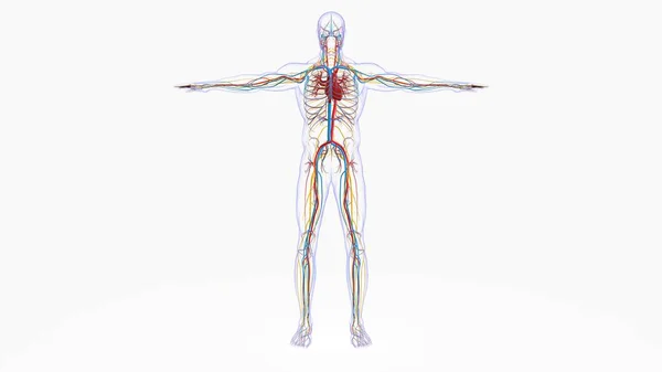 Anatomie Lidského Srdce Pro Lékařskou Koncepci Ilustrace — Stock fotografie