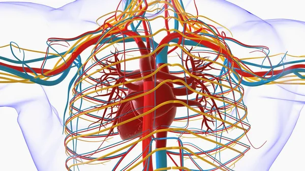 Tıbbi Konsept Için Nsan Kalbi Anatomisi Boyutlu Llüstrasyon — Stok fotoğraf