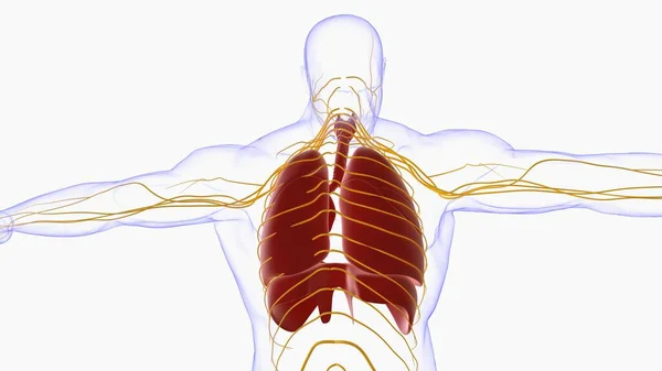 Human Lungs Trachea Anatomy Medical Concept Illustration — Φωτογραφία Αρχείου