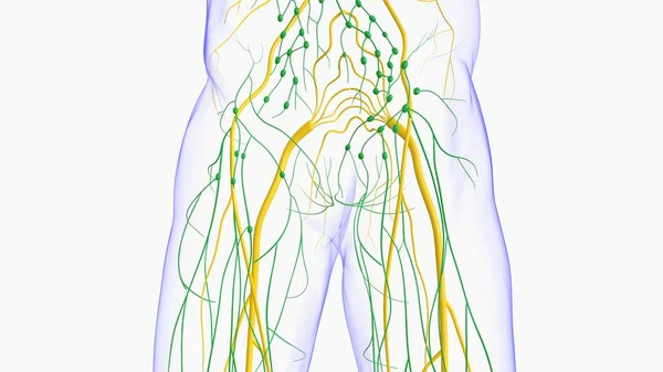 Anatomia Dos Nós Linfáticos Humanos Para Ilustração Médica Conceito — Fotografia de Stock
