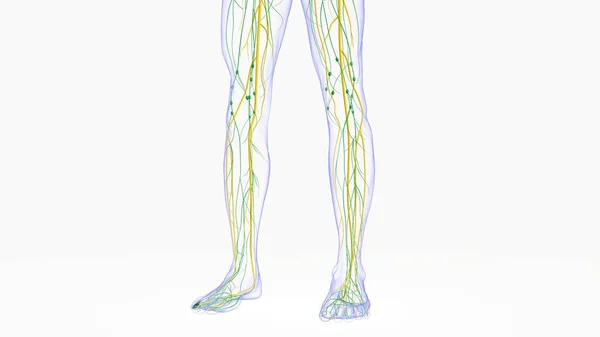 Lidské Lymfatické Uzliny Anatomie Pro Lékařské Koncepce Ilustrace — Stock fotografie