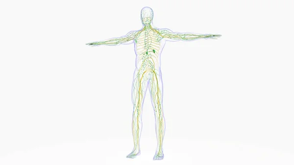 Anatomie Humaine Nœuds Lymphatiques Pour Illustration Concept Médical — Photo