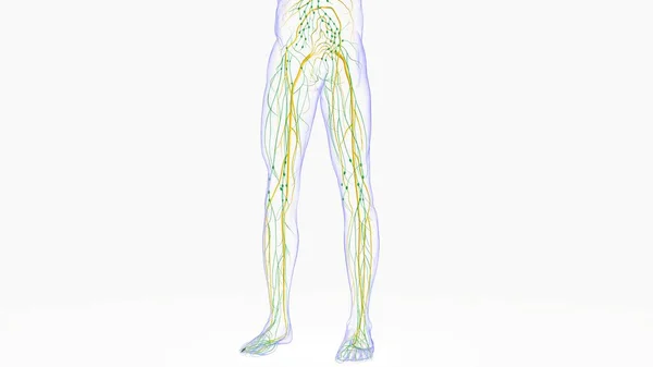 Human Lymph Nodes Anatomy Medical Concept Illustration — 스톡 사진