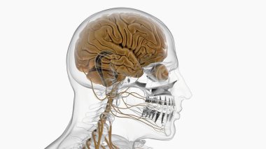 Tıbbi Konsept için İnsan Beyni Anatomisi 3 boyutlu İllüstrasyon