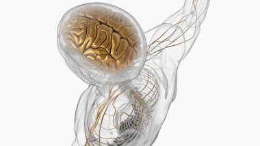 Tıbbi Konsept için İnsan Beyni Anatomisi 3 boyutlu İllüstrasyon