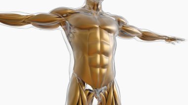 3D İllüstrasyon, Kas yumuşak bir dokudur, kas hücreleri proteinleri içerir ve hücrenin uzunluğunu ve şeklini değiştiren bir kasılma üretir. Güç ve hareket üretmek için kas fonksiyonları.