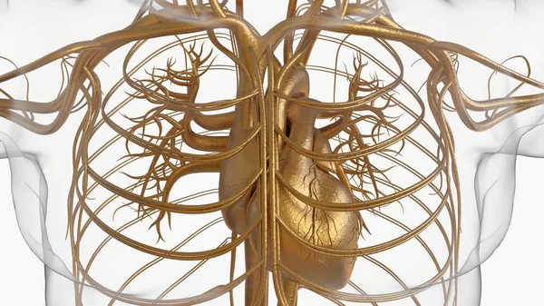 Anatomia Del Sistema Circolatorio Del Cuore Umano Concetto Medico Illustrazione — Foto Stock