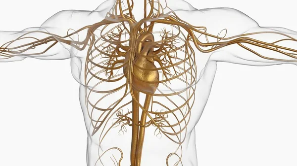 Ludzki Układ Krążenia Anatomia Koncepcji Medycznej Ilustracja — Zdjęcie stockowe