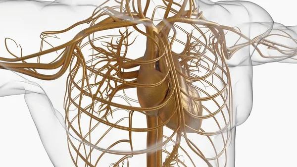 Ludzki Układ Krążenia Anatomia Koncepcji Medycznej Ilustracja — Zdjęcie stockowe