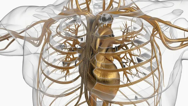 Anatomía Del Sistema Circulatorio Del Corazón Humano Para Concepto Médico — Foto de Stock