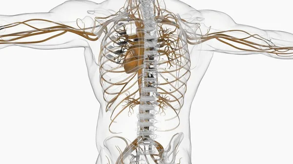 Anatomie Système Circulatoire Cardiaque Humain Pour Concept Médical Illustration — Photo