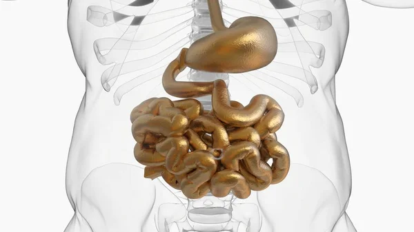 Анатомия Тонкого Кишечника Человека Медицинской Концепции Иллюстрации — стоковое фото