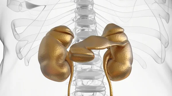 医療概念のためのヒト腎臓解剖学3Dイラスト — ストック写真