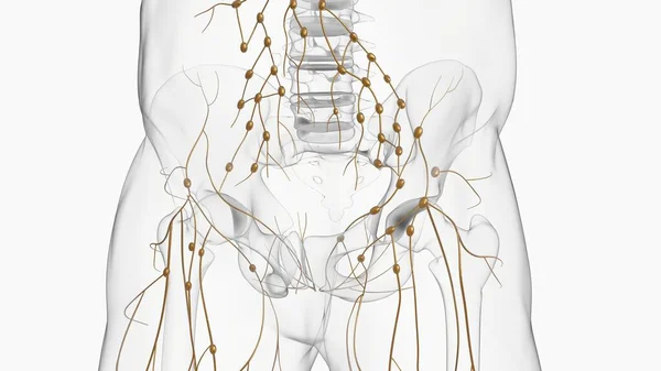 Menselijke Lymfeklieren Anatomie Voor Medisch Concept Illustratie — Stockfoto