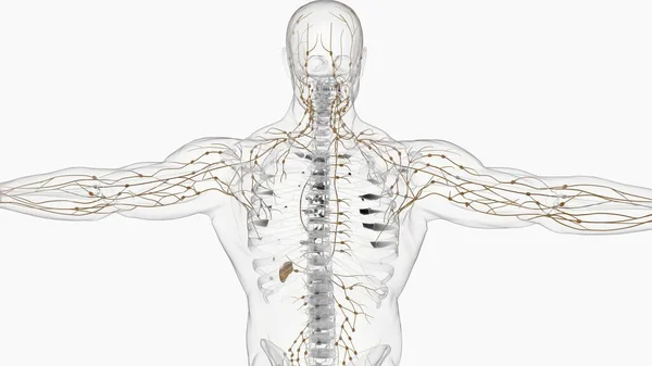 Anatomia Dei Linfonodi Umani Concetto Medico Illustrazione — Foto Stock