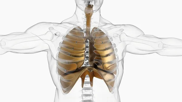 用横隔膜解剖学作医学概念3D图解的人类肺 — 图库照片