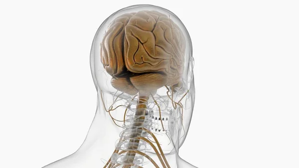 stock image Human brain anatomy for medical concept 3D illustration