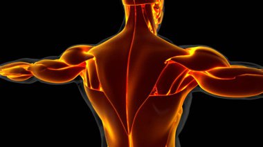 3D İllüstrasyon, Kas yumuşak bir dokudur, kas hücreleri proteinleri içerir ve hücrenin uzunluğunu ve şeklini değiştiren bir kasılma üretir. Güç ve hareket üretmek için kas fonksiyonları.