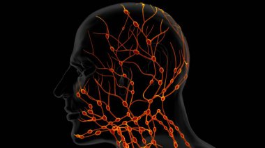 Tıbbi Konsept için İnsan Lenf Düğümleri Anatomisi 3 boyutlu Görüntü
