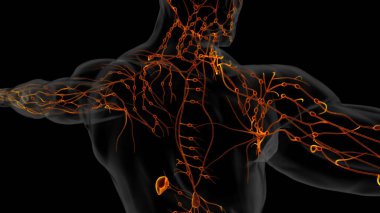 Tıbbi Konsept için İnsan Lenf Düğümleri Anatomisi 3 boyutlu Görüntü