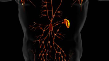 Tıbbi Konsept için İnsan Lenf Düğümleri Anatomisi 3 boyutlu Görüntü