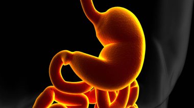 Mide Anatomisi İnsan Sindirim Sistemi Tıbbi Konsept 3 boyutlu Görüntü