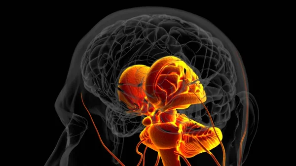 Anatomía Cerebral Humana Para Concepto Médico Ilustración —  Fotos de Stock