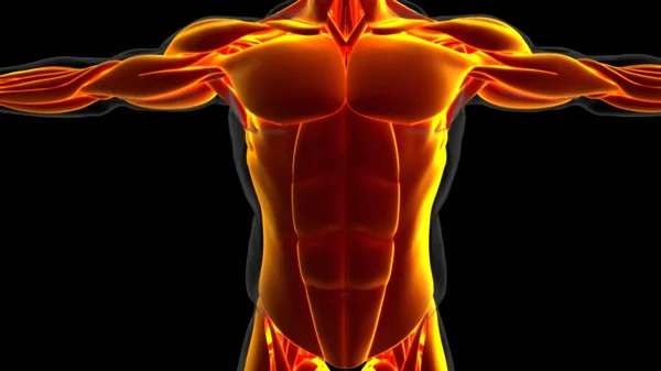 Ilustrație Mușchiul Este Țesut Moale Celulele Musculare Conțin Proteine Producând — Fotografie, imagine de stoc