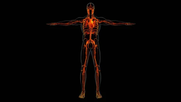 Anatomie Cardiaque Humaine Pour Concept Médical Illustration — Photo