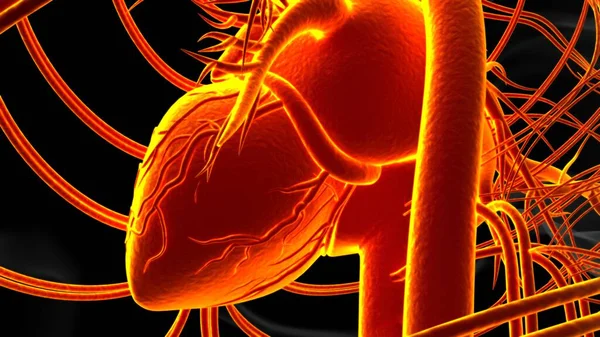 Анатомия Человеческого Сердца Медицинской Концепции Иллюстрации — стоковое фото
