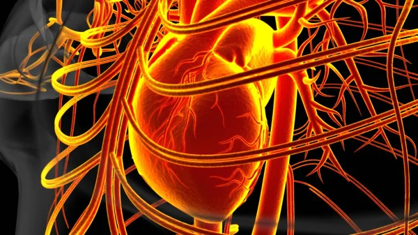 Human heart anatomy for medical concept 3D illustration