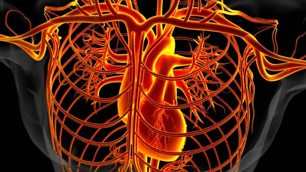 Anatomía Del Corazón Humano Para Concepto Médico Ilustración — Foto de Stock