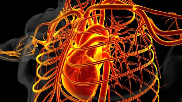 Tıbbi Konsept Için Nsan Kalbi Anatomisi Boyutlu Llüstrasyon — Stok fotoğraf