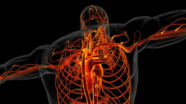 Anatomie Cardiaque Humaine Pour Concept Médical Illustration — Photo