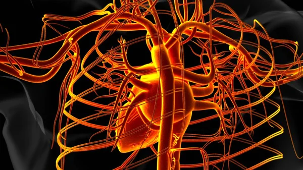 Anatomia Coração Humano Para Ilustração Médica Conceito — Fotografia de Stock
