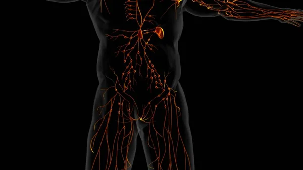 Emberi Nyirokcsomók Anatómia Orvosi Koncepció Illusztráció — Stock Fotó