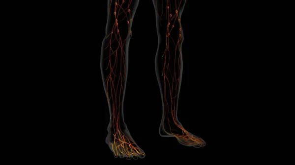 Ανθρώπινη Λεμφική Ανατομία Κόμβων Για Ιατρική Έννοια Εικονογράφηση — Φωτογραφία Αρχείου
