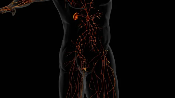 医学概念3D图解的人体淋巴结节解剖 — 图库照片