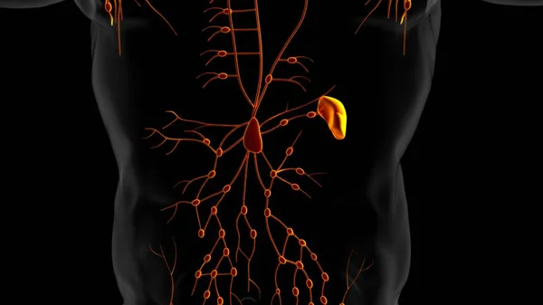 Human Lymph Nodes Anatomy Medical Concept Illustration — Stock Photo, Image