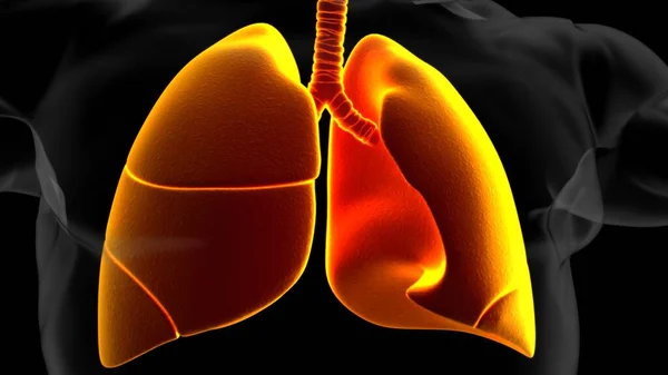 人类肺与气管解剖学医学概念3D图解 — 图库照片