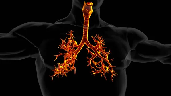 Легкие Человека Анатомией Трахеи Медицинской Концепции Иллюстрации — стоковое фото